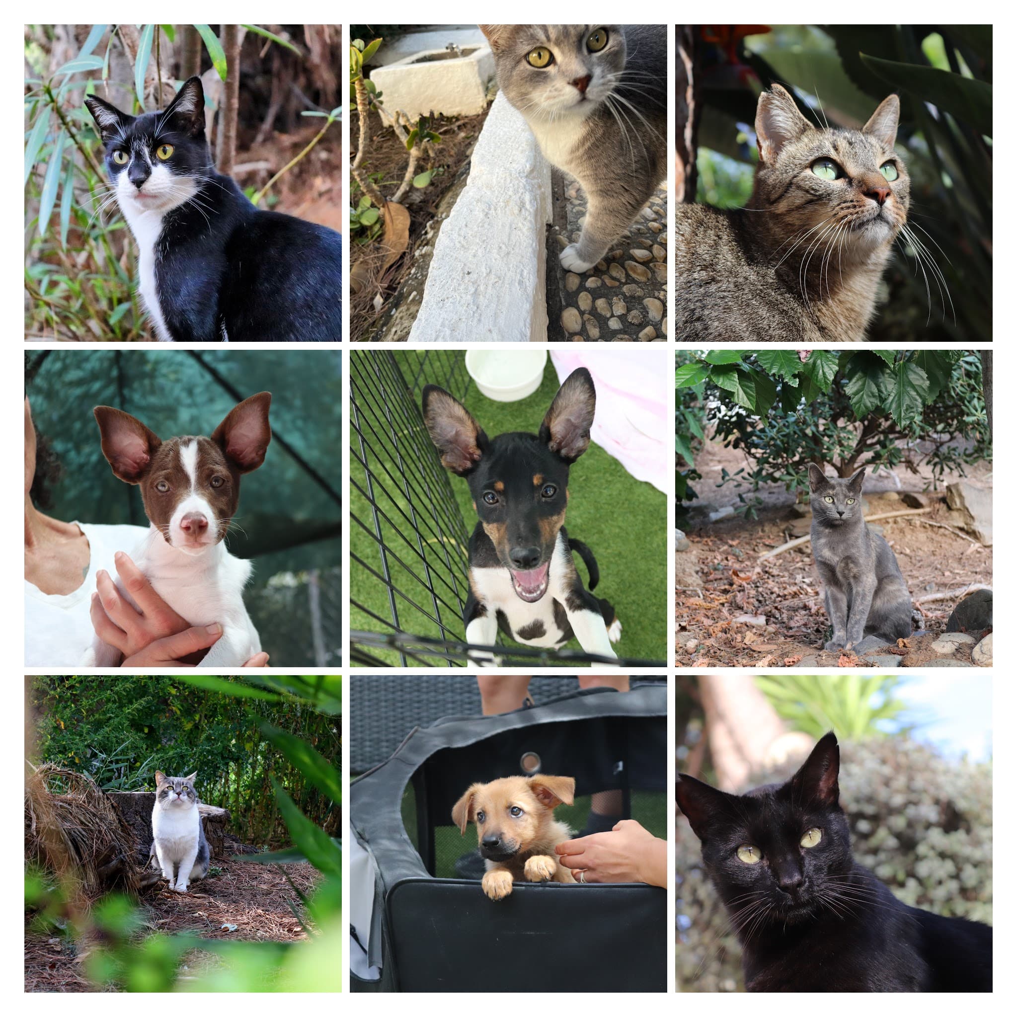 Community members caring for animals together