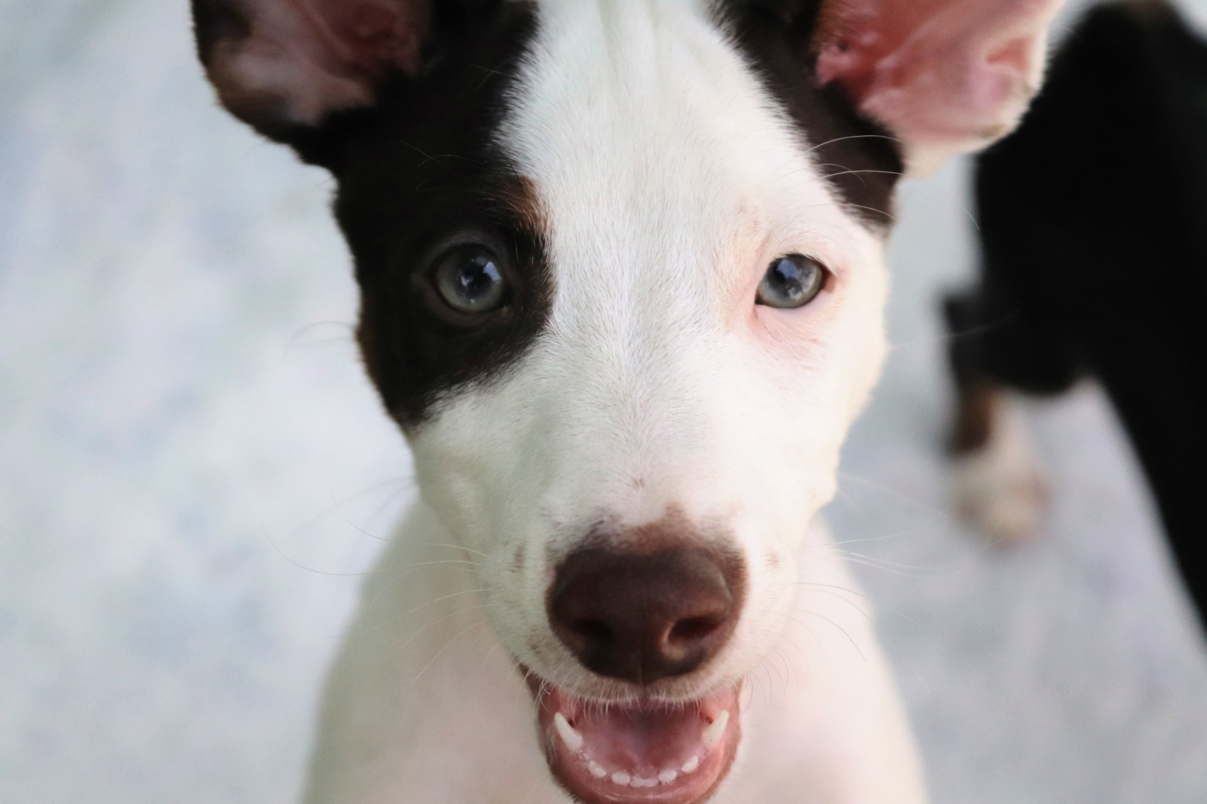 Portrait of puppy with big beautiful eyes